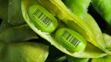 El Gobierno y Monsanto se acercan a un acuerdo por el mercado de granos