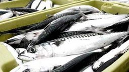 Brasil suspende sus exportaciones de pescado a la UE