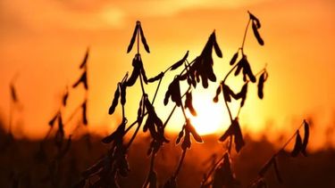 La soja quedó cerca de los 440 dólares en Chicago