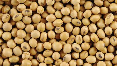 La soja subió cerca de un dólar en Chicago