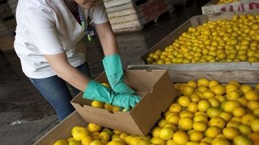 Novedades sobre la emergencia para la producción de cítricos