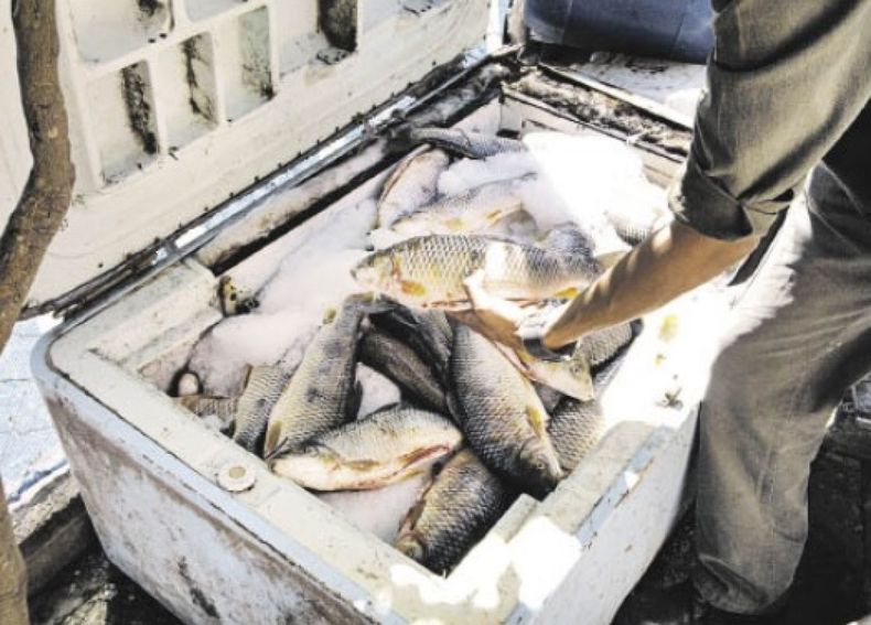 Acuerdan mantener el cupo de exportación de sábalo