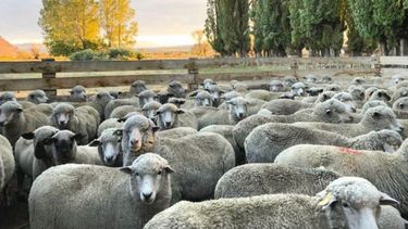 Invirtieron $24 millones en ganadería ovina y caprina en 2022