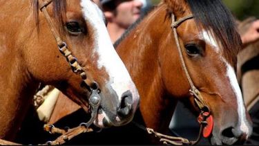 Pagaron más de 140 mil pesos por una yegua en La Rural