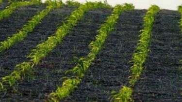 Confirman que la siembra de maíz llegó a casi un 40 por ciento