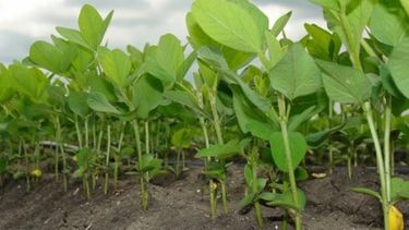 "Las retenciones no son el camino correcto"