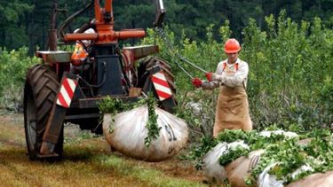 La producción y exportación de yerba mate argentina.