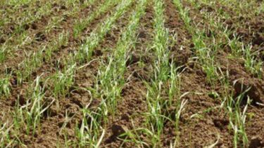 Se retrasa el inicio de la siembra de trigo por el mal clima