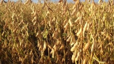 La perspectiva de soja argentina no cambió para USDA