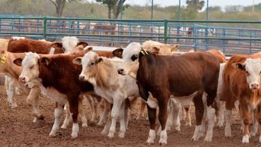 La producción de carne repuntó un 10% intermensual en mayo