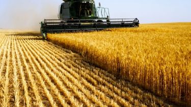 Esperan que la cosecha de trigo llegue a 20 millones de toneladas