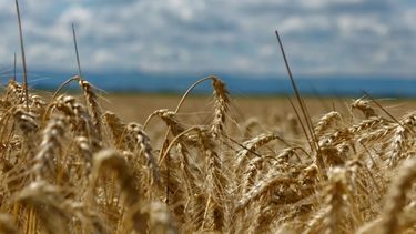 Los granos repuntaron en Chicago y el trigo ganó más de US$ 10