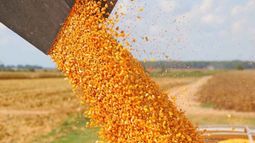 La producción de maíz llegaría a 46 millones de toneladas