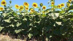 Estiman que la siembra de girasol aumentará 7% en la zona núcleo