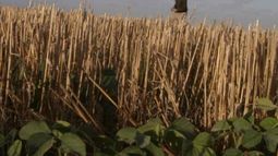 La sequía sólo afecta al 35% de la región pampeana