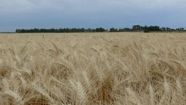 Cultivares de trigo pan baten récords de rendimientos