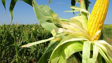 Suben la estimación del área sembrada con maíz