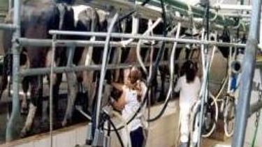 Tamberos insisten con que se declare la "emergencia" del sector