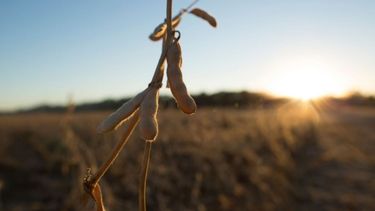 El Gobierno nacional podría bajar las retenciones al agro