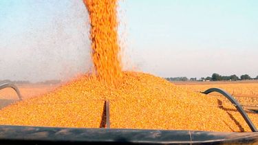 USDA redujo las expectativas sobre la cosecha argentina de maíz