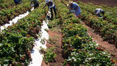 Para el Gobierno, es clave la asistencia a la agricultura familiar