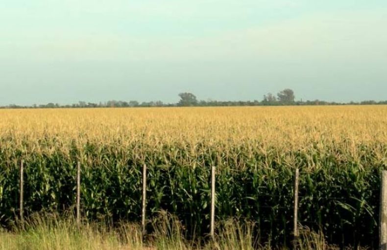 Comienza a ralentizarse la siembra de soja y maíz