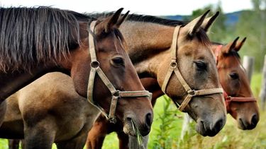 Hasta el momento el total de brotes positivos asciende a 687.