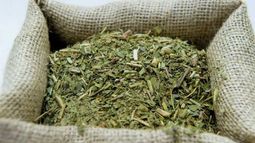 Agricultura definirá los precios de la yerba mate