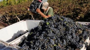 Calculan que el costo de cosecha de uva aumentará 19% respecto de 2017