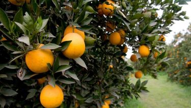 Celebran la reapertura del mercado europeo para las frutas locales