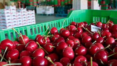 Definen una estrategia para impulsar las exportaciones de cerezas