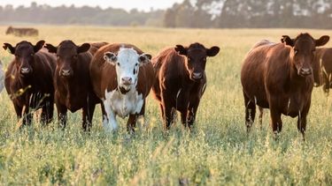 La participación de hembras en la faena de bovinos se redujo a un 43%