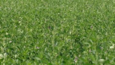 Empresas de semillas forrajeras cierran una campaña en la que "todo salió mal"