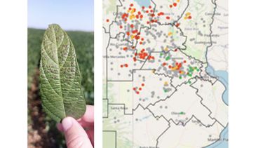 Cercospora kikuchii-Mapa de alerta de Spray Timer de la enfermedad.
