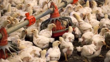 La incidencia del maíz en la alimentación de los animales.