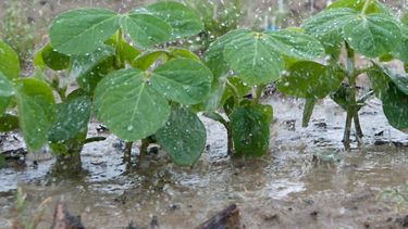 El clima vuelve a ser un factor en la cosecha de soja