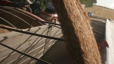 Estiman que la producción de trigo tendrá un crecimiento de 26% en el país