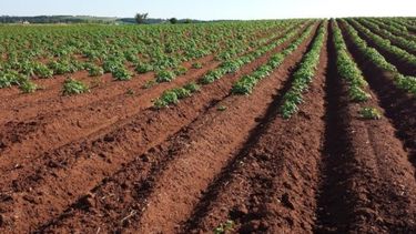 Analizarán las cadenas de valor de tres provincias