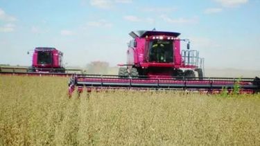 Cosecha de soja sólo cubrió el 96% de la superficie sembrada en el país