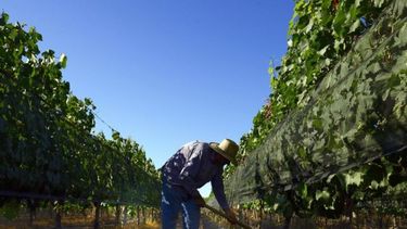 Productores vitivinícolas ingresan al programa ATP
