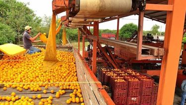 La producción de cítricos cae entre 30 y 40% en Entre Ríos