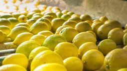 El limón argentino recién podrá entrar a Estados Unidos en 2018