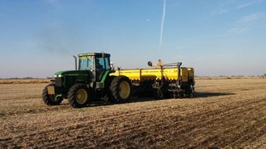 Favorecieron a la siembra de trigo las buenas condiciones climáticas.