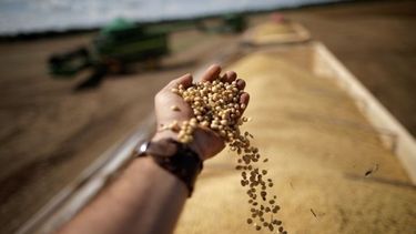 Elevaron el pronóstico para la producción global trigo y maíz