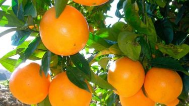 Extienden los plazos para acceder a beneficios del sector citrícola