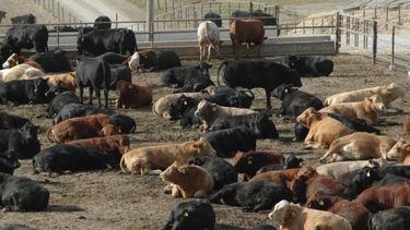 La ocupación de feedlots llegó a su pico en 2015