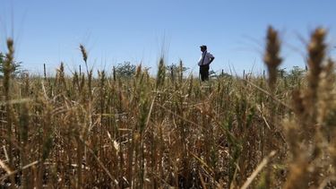 El estado de emergencia o desastre agropecuario continuará hasta el 29 de febrero próximo en el caso de las explotaciones agrícolas, forestales y frutihortícolas afectadas por sequía y heladas.