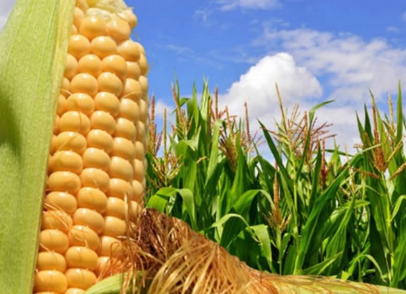 Productores entrerrianos ya cosecharon un 85% del maíz de primera