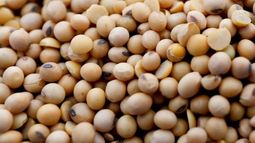 Exportaciones de soja sin procesar subieron un 50%