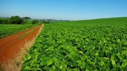 La soja registró la suba mensual más importante en una década